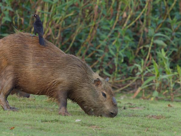 Grote koevogel (Molothrus oryzivorus)